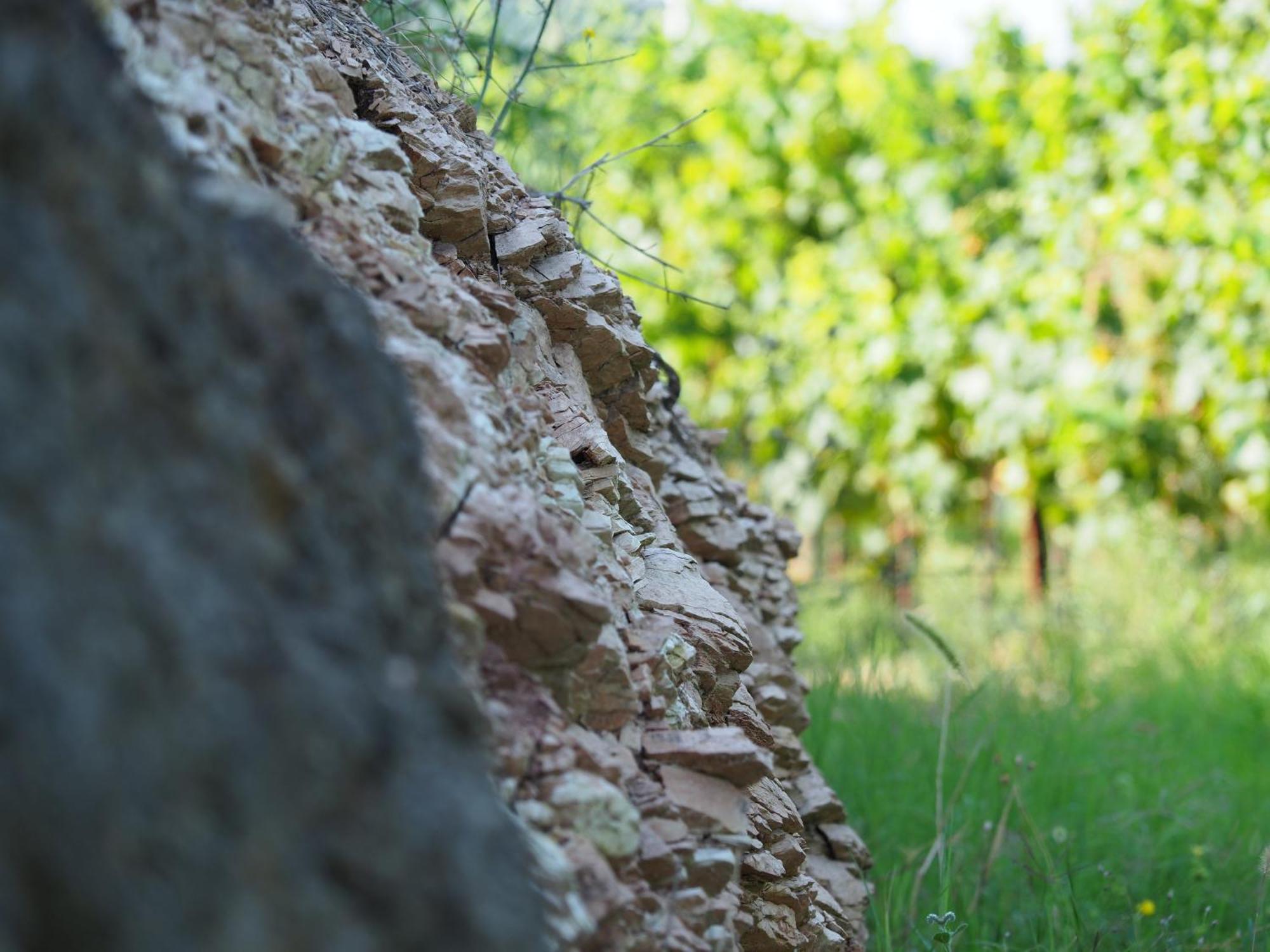 Azienda Agricola Ca' Lunga Cinto Euganeo Buitenkant foto