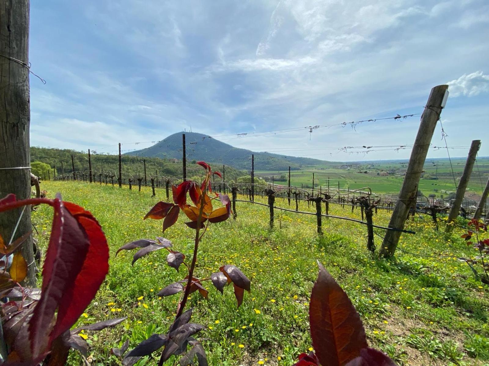 Azienda Agricola Ca' Lunga Cinto Euganeo Buitenkant foto