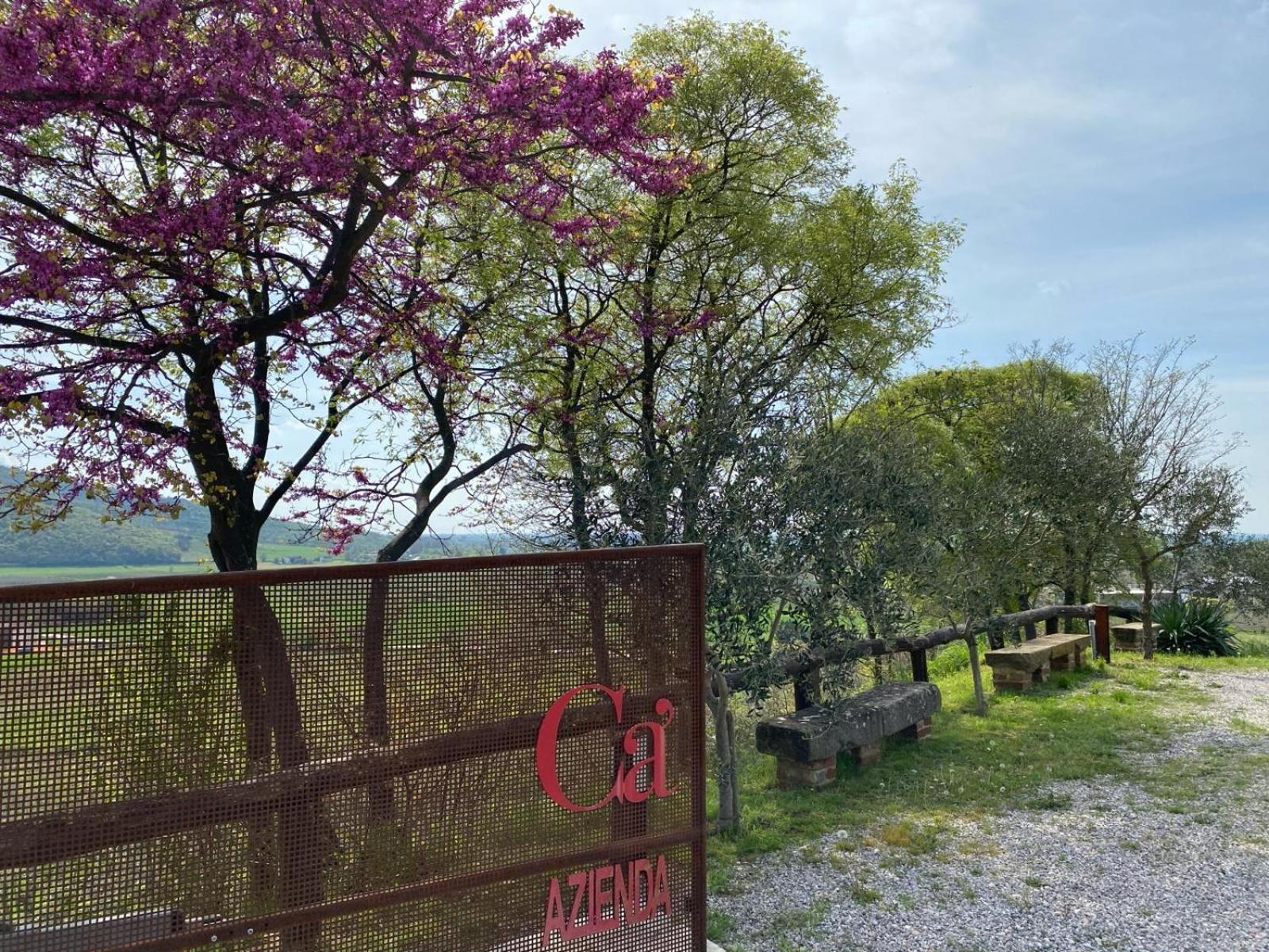 Azienda Agricola Ca' Lunga Cinto Euganeo Buitenkant foto